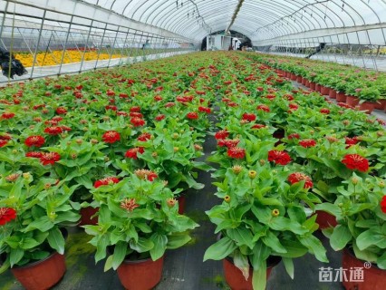 高度25厘米百日草