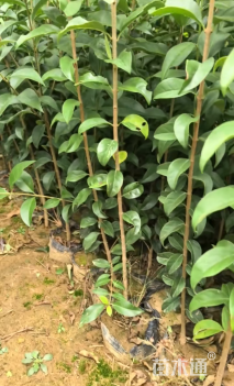 0.5公分大叶女贞