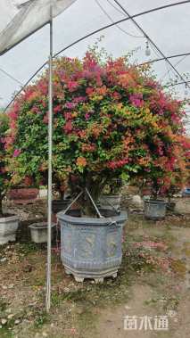 高度200厘米三角梅