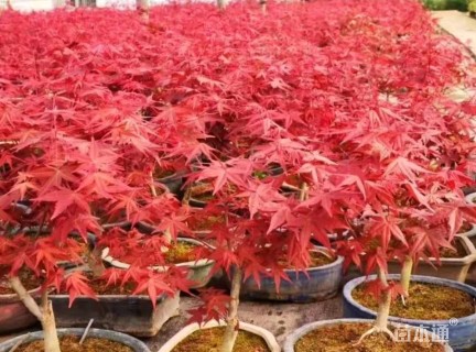 30公分红枫