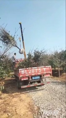 12公分紫叶李