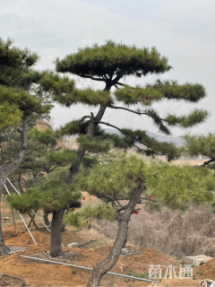 15公分泰山松