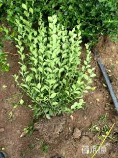 冠幅150厘米月季花球