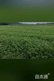 10厘米黄花水龙