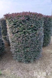 高度160厘米红花继木柱