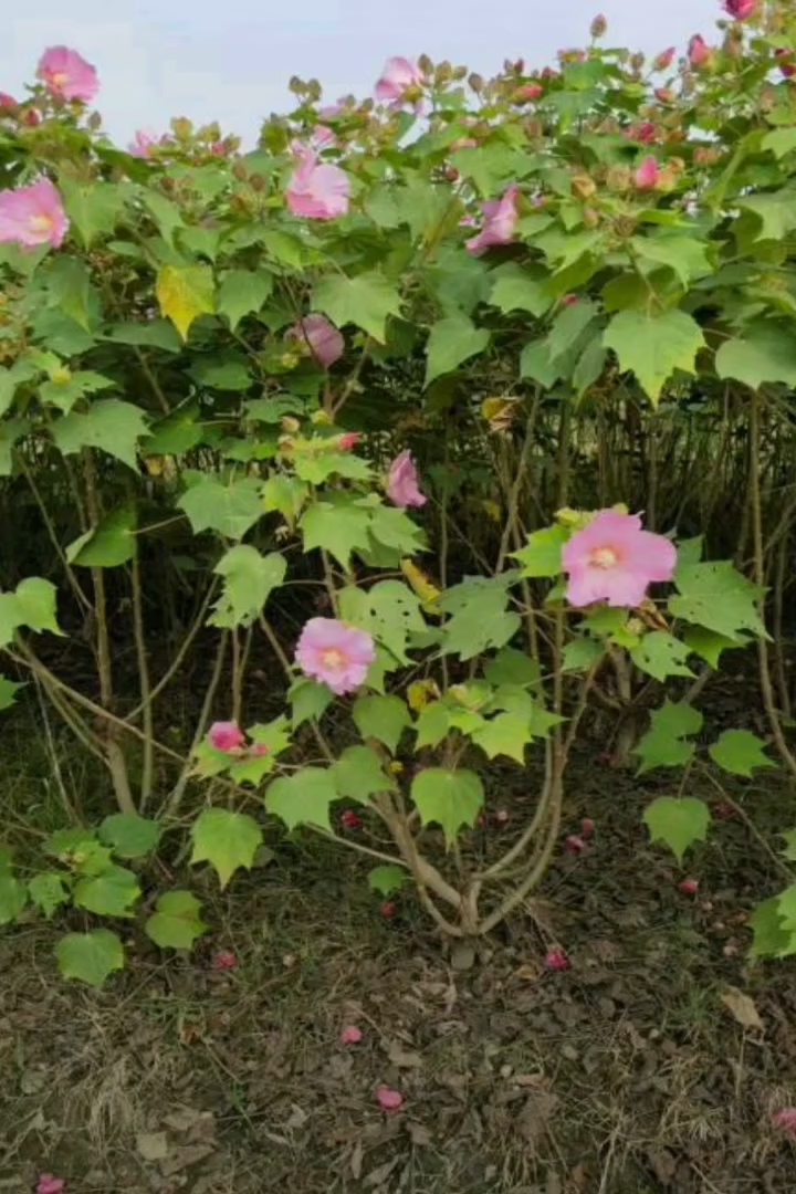 高度110厘米木芙蓉