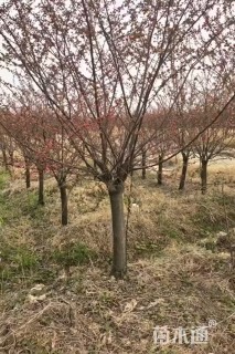 12公分红玉兰