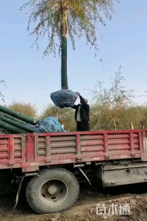 18公分金丝垂柳