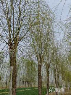 25公分垂柳
