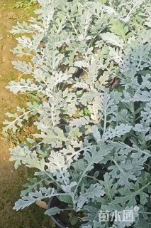 高度15厘米银叶菊