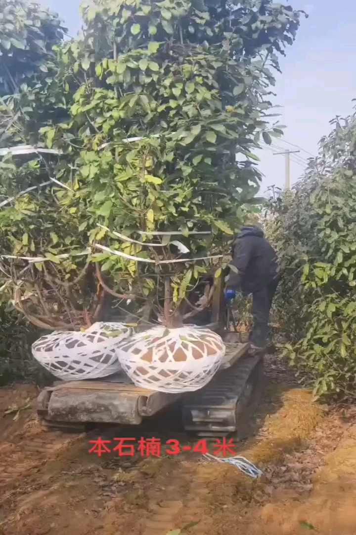 3公分杨树