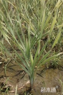 高度30厘米花叶香蒲