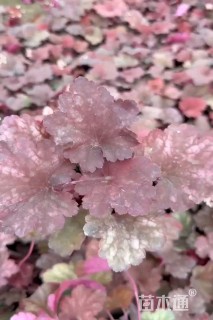 高度10厘米矾根