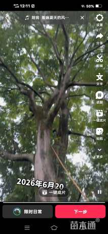 80公分朴树
