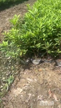高度45厘米毛鹃