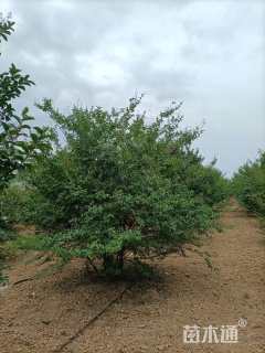 高度350厘米丛生紫薇