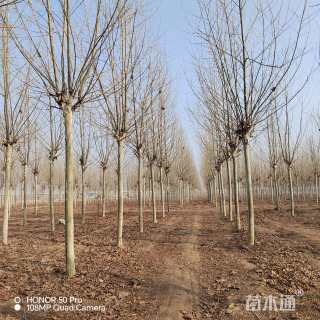 14公分速生法桐