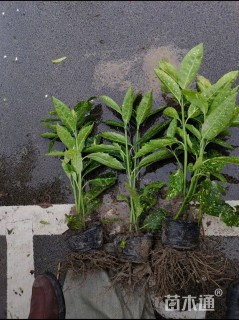 高度40厘米花叶珊瑚