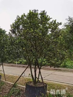 高度300厘米茶花