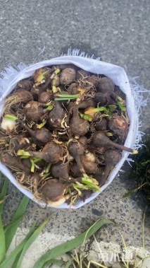 高度5厘米石蒜