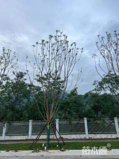 27公分蓝花楹