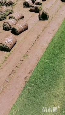 草卷状百慕大草