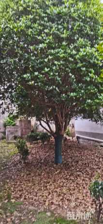10公分桂花