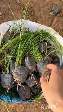 高度20厘米白花葱兰