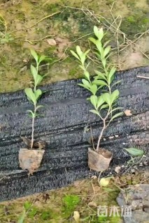 高度30厘米海桐