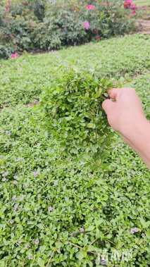 高度10厘米姬岩垂草