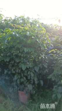 1公分海南菜豆树