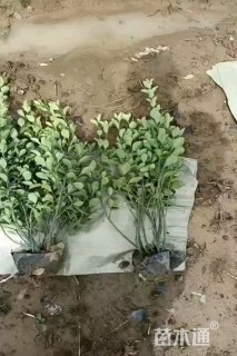 高度45厘米大叶黄杨