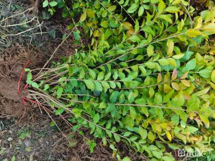 高度60厘米金叶女贞