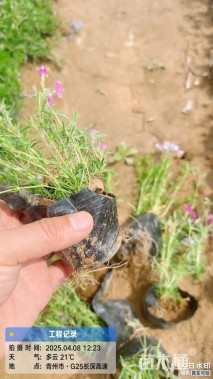 高度15厘米福禄考