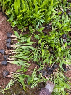 高度20厘米紫花玉簪