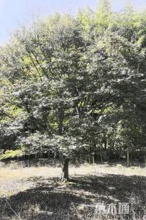 18公分日本红枫