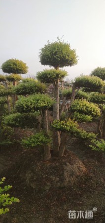 3公分造型赤楠