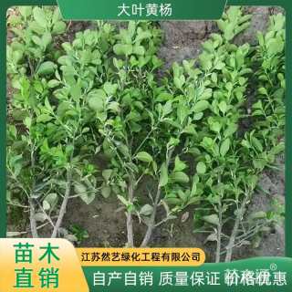 高度50厘米大叶黄杨