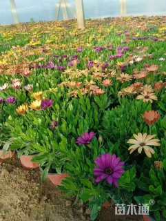 高度15厘米南非万寿菊