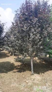 12公分紫叶李