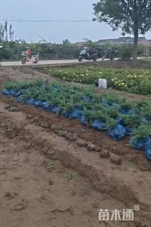 高度35厘米铺地柏