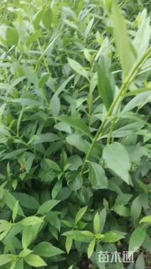 高度40厘米红王子锦带