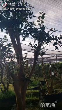 高度100厘米茶花