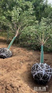 10公分大叶女贞