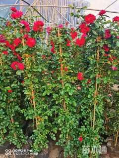 高度150厘米月季