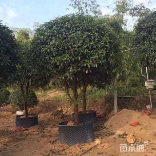 5公分月桂
