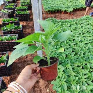 高度30厘米向日葵