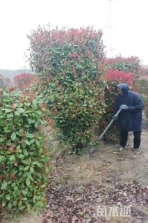 高度200厘米红叶石楠柱