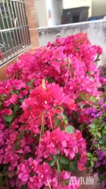 高度150厘米三角梅