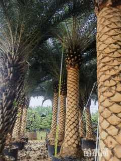 裸干高100厘米加拿利海枣